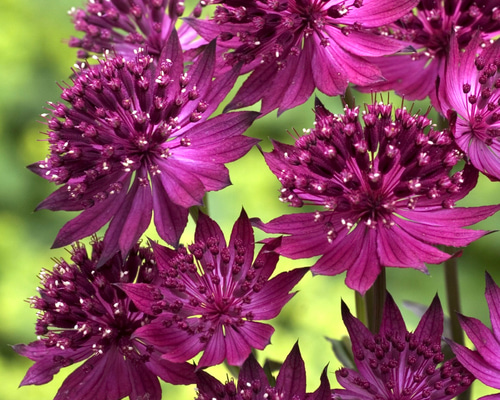 ベニスの花 a9955fa465c522513e76884060afa2