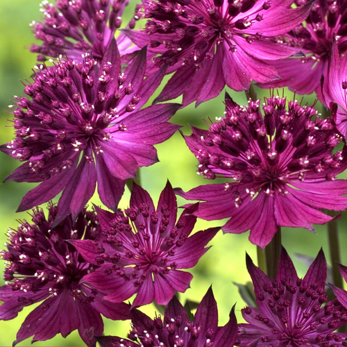 ベニスの花 濃赤の花☆アストランティア ベニス 苗 アートフラワー Little Garden