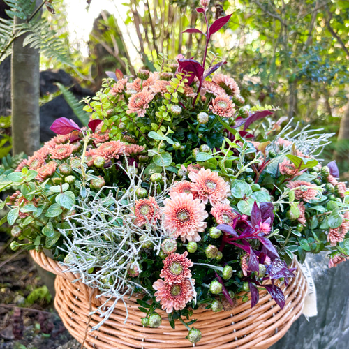 秋の香り！ガーデンマム アラモード ギャザリング 寄せ植え 盆栽