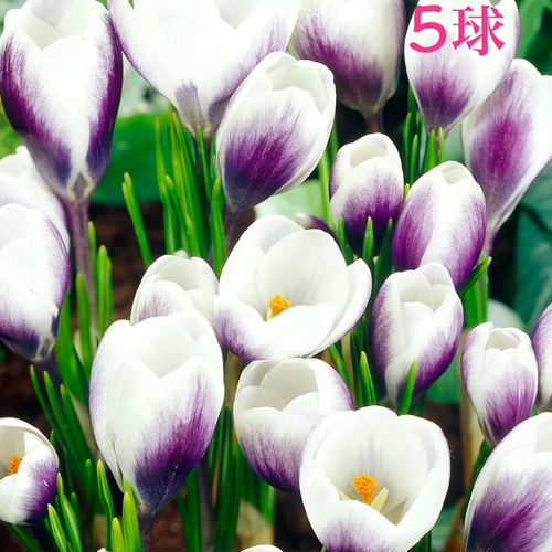 クロッカスさま専用【新品送料込】GUA SHA HAIR SCALP BRUSH クロッカス様専用出品 クロッカスさま専用【新品送料込】GUA SHA HAIR