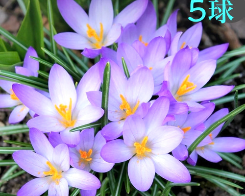 クロッカス 6476dbd7506366b13a7f4719a0fa64