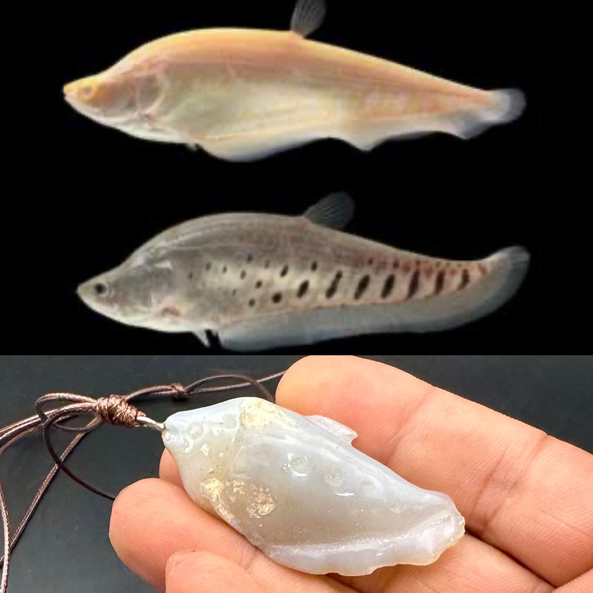 2024.10.20最新作品　熱帯魚七星刀