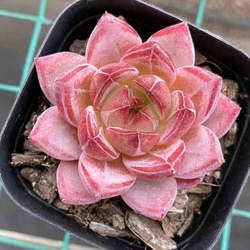 1苗【7.5cmpot/アイススピリット】中苗 輸入苗 多肉植物 多肉植物 多肉