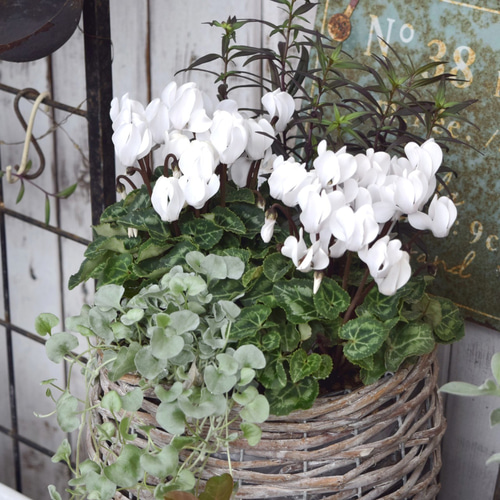 純白のガーデンシクラメン」寄せ植え ※寄せ植えセット 花苗 鉢花