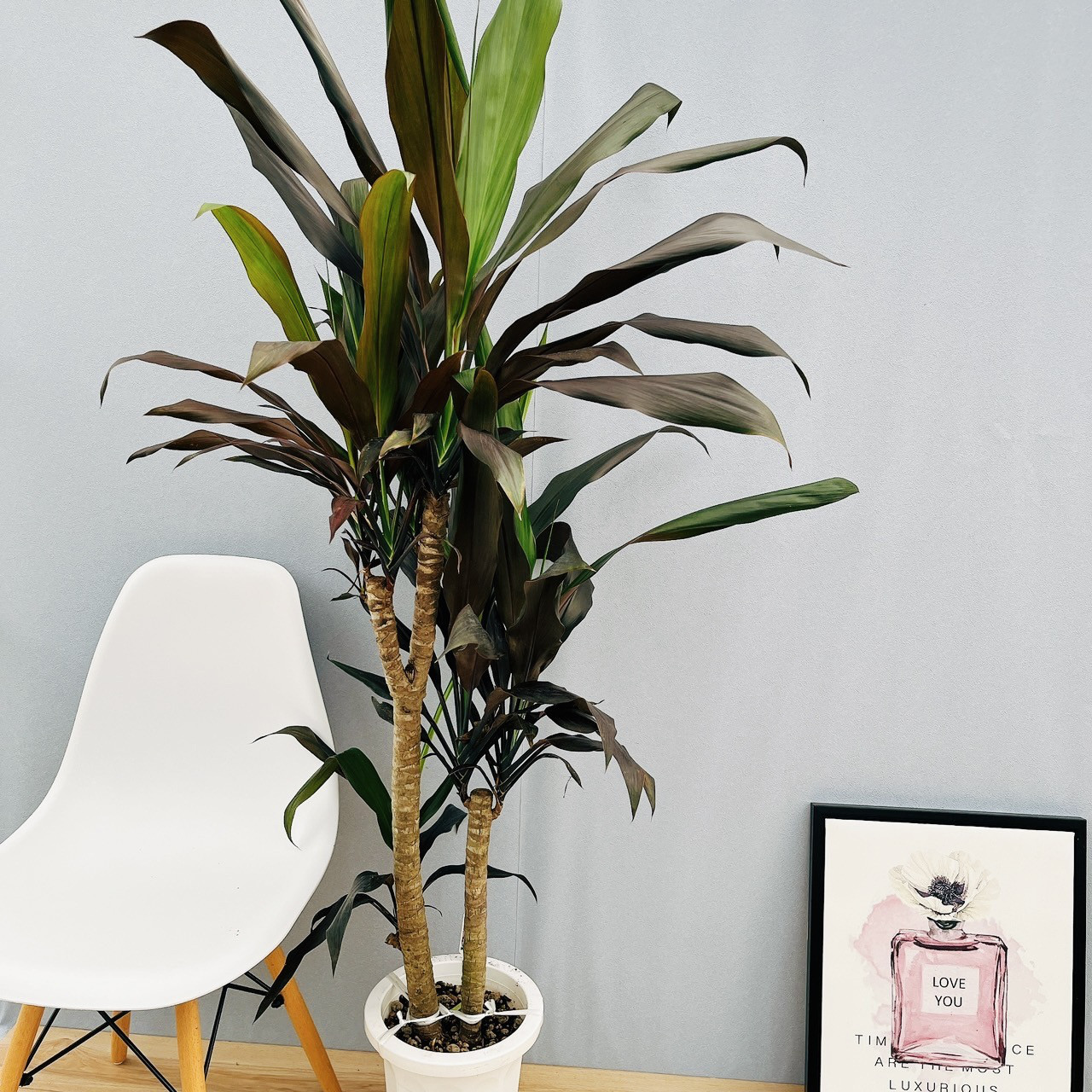 現品］【希少】3番 ドラセナ ブラックリーフ 8号 観葉植物 室内 大型 