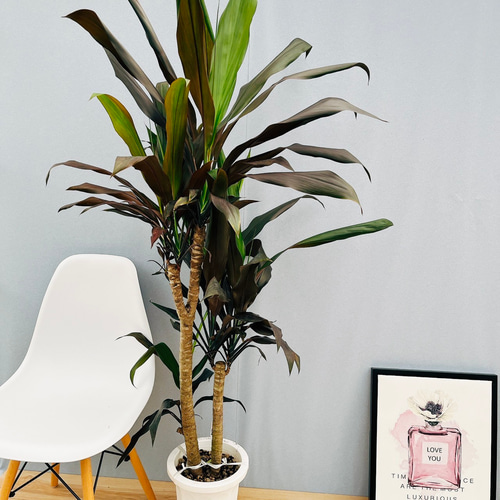 ドラセナ　　3頭 現品］【希少】3番 ドラセナ ブラックリーフ 8号 観葉植物 室内