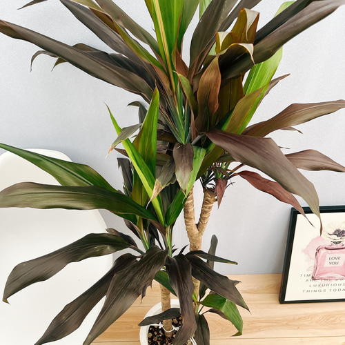 ドラセナ　　3頭 現品］【希少】3番 ドラセナ ブラックリーフ 8号 観葉植物 室内