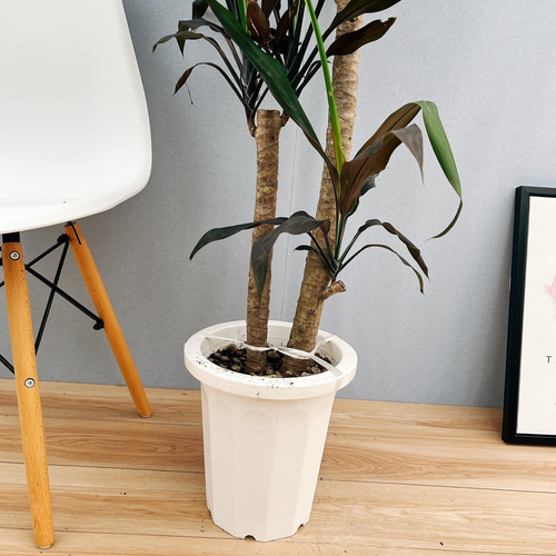 ドラセナ　　3頭 現品］【希少】3番 ドラセナ ブラックリーフ 8号 観葉植物 室内