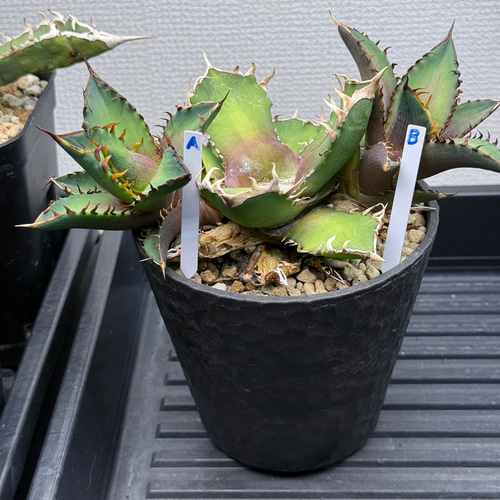 アガベ チタノタ レッドキャットウィーズル 子株A Agave