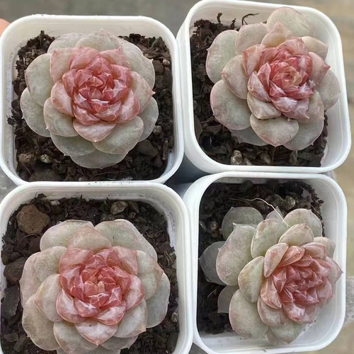 新作 多肉植物 エケベリア 苺キャンディー 抜き苗 1株 多肉植物 愛多肉