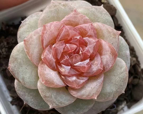 d4722831990a85caf2473c37d4812e