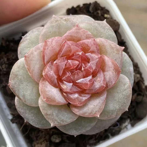 新作 多肉植物 エケベリア 苺キャンディー 抜き苗 1株 多肉植物 愛多肉