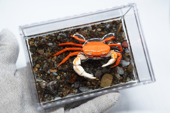 サワガニ 箱の中のミニジオラマ(長方形-小) G04 立体・オブジェ