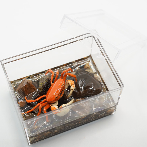 サワガニ 箱の中のミニジオラマ(長方形-小) G08 立体・オブジェ