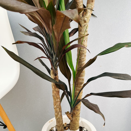 現品］【希少】G ドラセナ ブラックリーフ 8号 観葉植物 室内 大型 