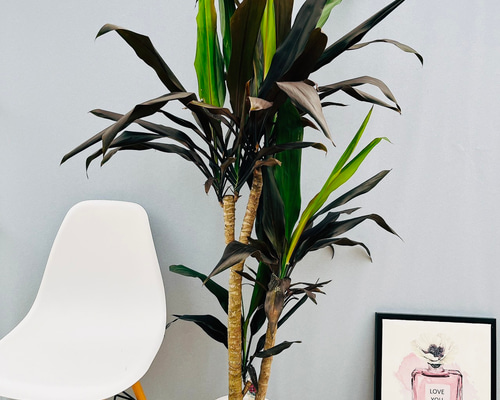 27d4f4c198fc11108019759d5461d8