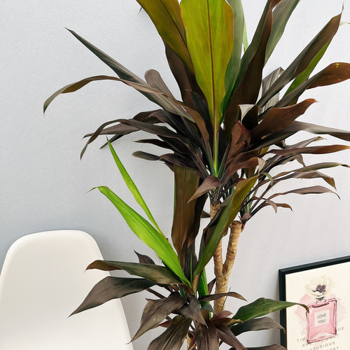 ［現品］ドラセナ　紅光　コルディリネ　8号　観葉植物　室内　大型　おしゃれ 現品］ドラセナ 紅光 コルディリネ 8号 観葉植物 室内 大型 おしゃれ