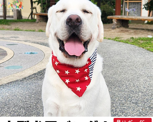 cb03c10875fed4d7c79746e1984f83