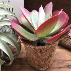 デザートローズ♡多肉植物のバラ♡カランコエ アートフラワー パリ