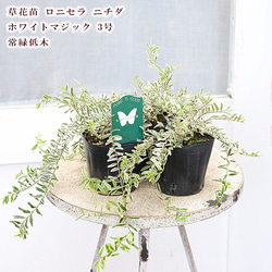 花苗 イングリッシュラベンダー セリーヌ 3.5号 多年草 ハーブ