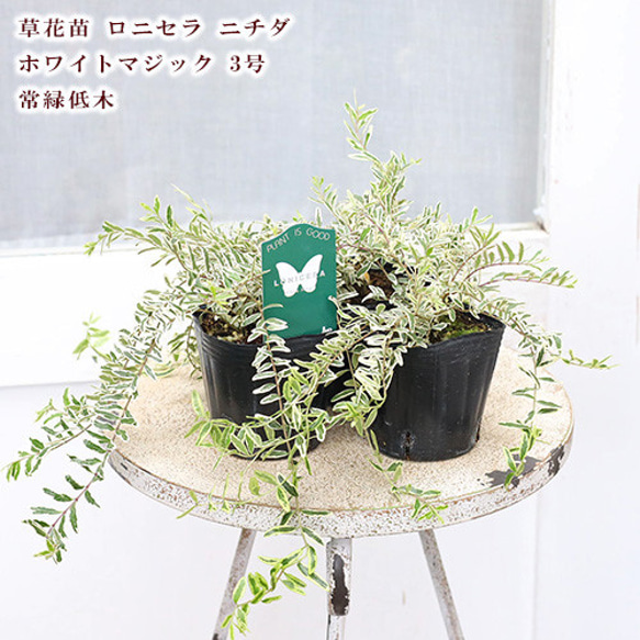 草花苗 ロニセラ ニチダ ホワイトマジック 3号 多年草 這性