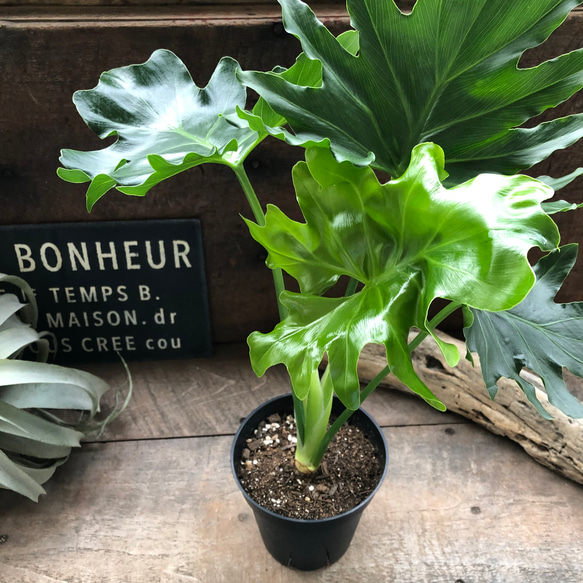 セローム♡観葉植物♡インテリア♡ガーデニング アートフラワー パリ