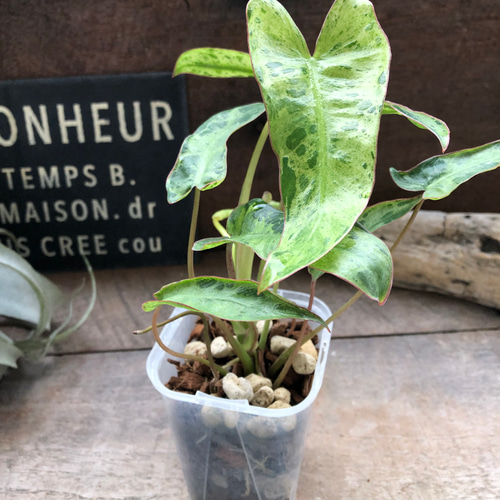 フィロデンドロン『パライソヴェルデ』♡観葉植物♡ネガミエル♡ねこ