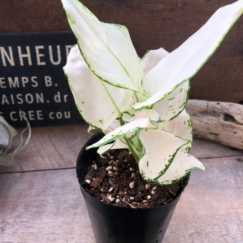 ホワイトバレンタイン♡アグラオネマ♡グリーン♡観葉植物 アート