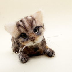 マンチカンの子猫＊羊毛フェルト＊猫＊子猫＊マンチカン＊ 羊毛