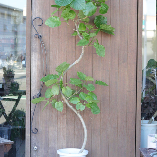 お部屋のアクセント❤︎約2m！大きな曲がりウンベラータ❤︎観葉植物  