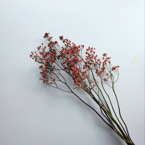 野バラの実のドライフラワー(特大) ドライフラワー nyao-mery 通販