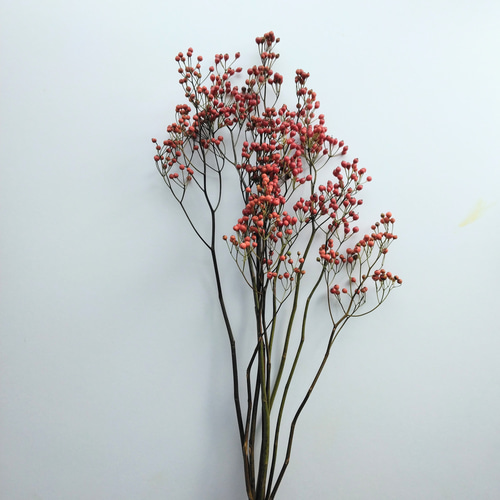 野バラの実のドライフラワー(特大) ドライフラワー nyao-mery 通販