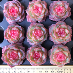 特価❣️ドロサンテマ キラキラ　レインボーキャンディーボール　抜き苗　１株 新入荷 ドロサンテマ キラキラ レインボーキャンディーボール