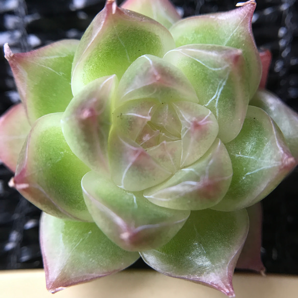 ツヤツヤ系 多肉植物 超可愛い エケベリア 真珠 3.5cm 小苗 1株 多肉
