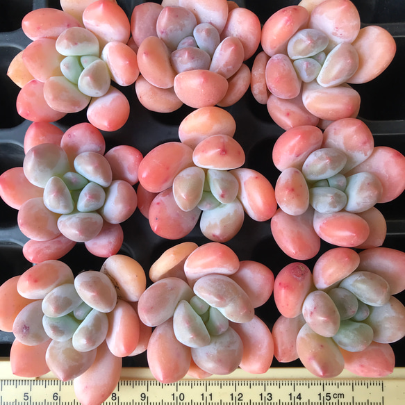 新作 多肉植物 ぷくぷく系 ピンクフレーヌhy 抜き苗 1株 多肉植物 愛