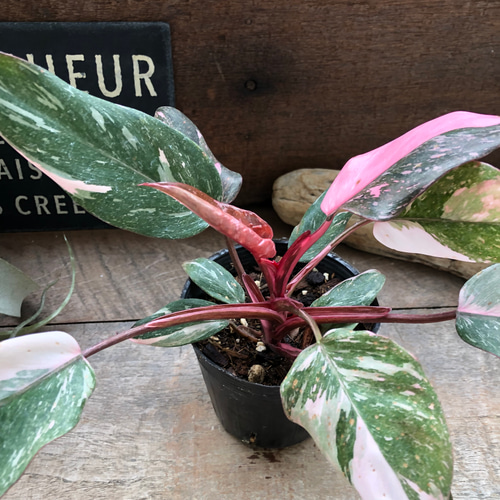 フィロデンドロン『マーブルピンクプリンセス』観葉植物（ピンク