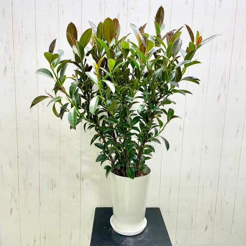 インドアに最適 フィカス マイクロゴム ゴムの木 受皿付 観葉植物