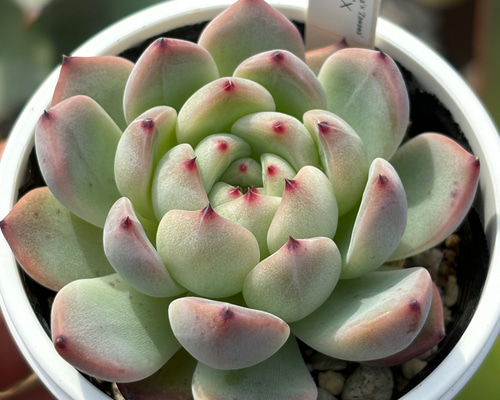 選抜赤 青札 おらいさん❇️ラウリンゼ×ざわわ❇️多肉 抜き苗 エケベリア 選抜赤 青札 おらいさん❇️ラウリンゼ×ざわわ❇️多肉 抜き苗 エケベリア