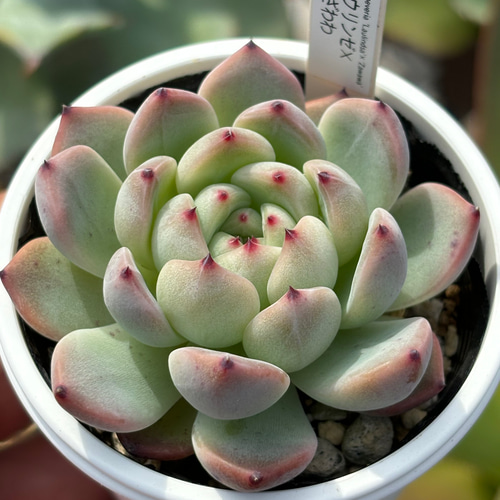 人気レア品種！☆ラウリンゼ×ざわわ 多肉植物 自家繁殖 国産