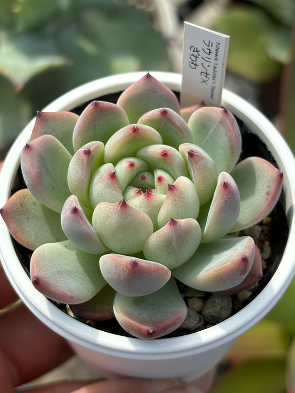 雪つぼみ（札付き）ミックスベリア おらいさん 多肉 多肉植物 ori