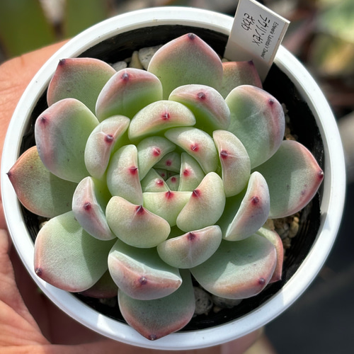 選抜赤 青札 おらいさん❇️ラウリンゼ×ざわわ❇️多肉 抜き苗