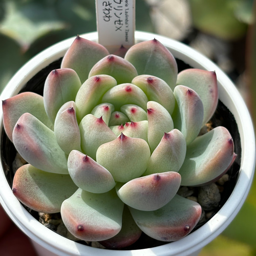人気レア品種！☆ラウリンゼ×ざわわ 多肉植物 自家繁殖 国産 多肉植物