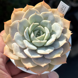 多肉植物 寄せ植え レッドベリーhyb( * ֦ơωơ֦)No.19 image.jpg