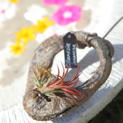 すー　大株　ビカクシダ ビーチー　ベイチー　レモイネイ ベイチーレモイネイ (P. veitchii cv Lemoinei) | calmplantsの