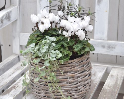 純白のガーデンシクラメン」寄せ植え ※完成品 花苗 鉢花 ガーデニング