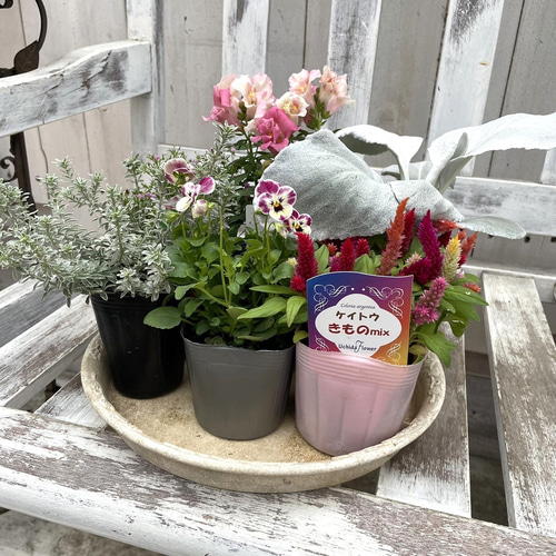 ピンクのお花とシルバーリーフの寄せ植え ※寄せ植えセット 花苗 鉢花