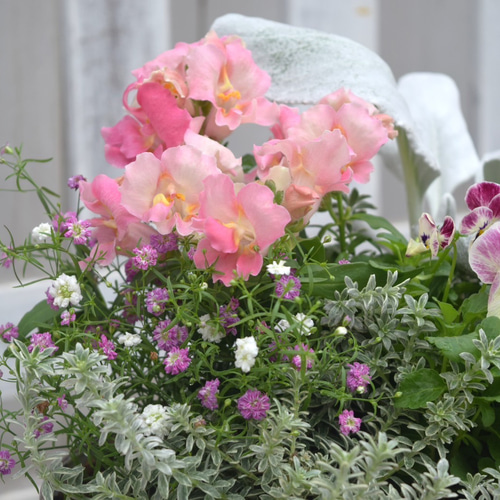 ピンクのお花とシルバーリーフの寄せ植え ※寄せ植えセット 花苗 鉢花