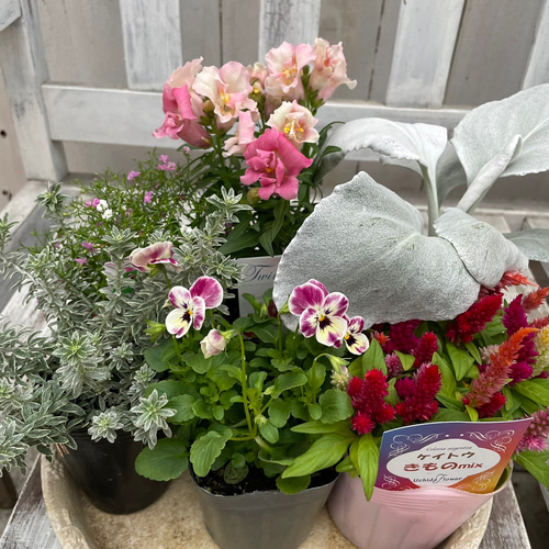 ピンクのお花とシルバーリーフの寄せ植え ※寄せ植えセット 花苗 鉢花