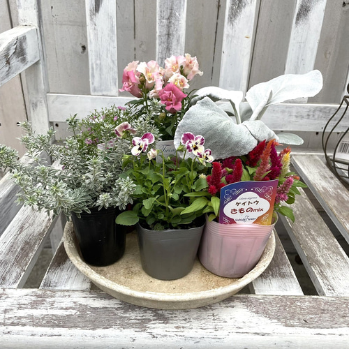 ピンクのお花とシルバーリーフの寄せ植え ※寄せ植えセット 花苗 鉢花