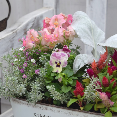 ピンクのお花とシルバーリーフの寄せ植え ※完成品 花苗 鉢花